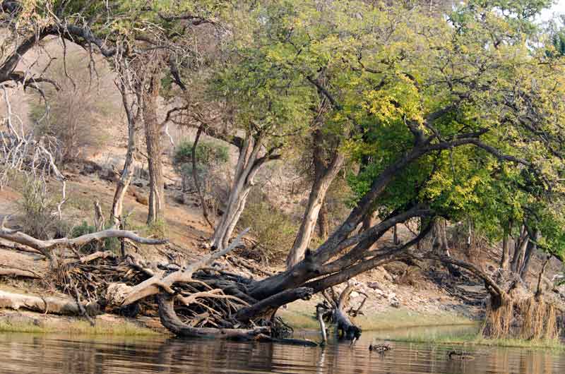 16 - Botswana - parque nacional de Chobe - paisaje